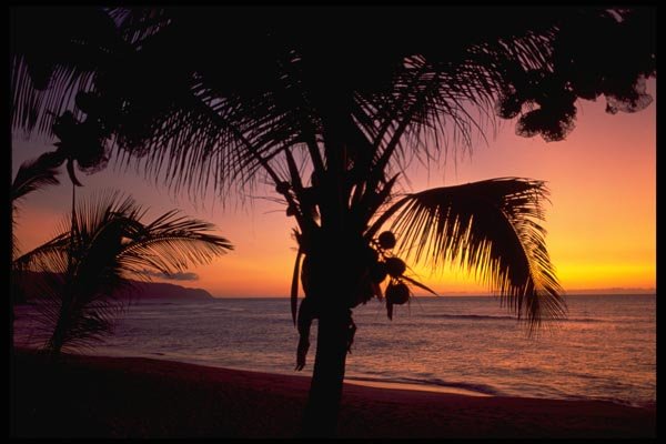 178035 Tropical Sunset With Palm Tree A4 Photo Print