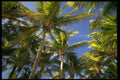 178036 Palm Trees A4 Photo Print