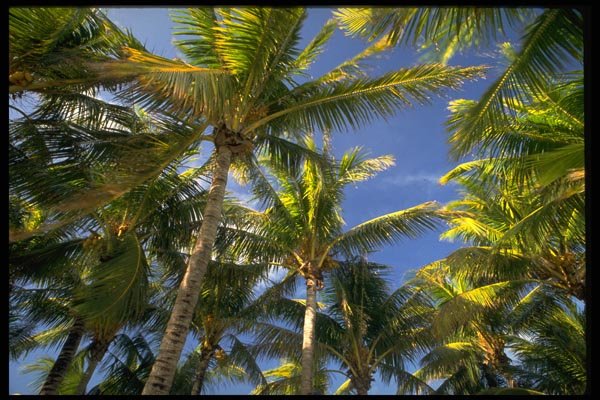 178036 Palm Trees A4 Photo Print