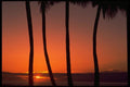 178037 Sunset On The Horizon With Palm Trees A4 Photo Print
