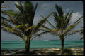 178038 Palm Trees In Caribbean A4 Photo Print
