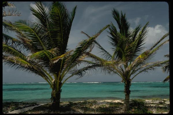 178038 Palm Trees In Caribbean A4 Photo Print
