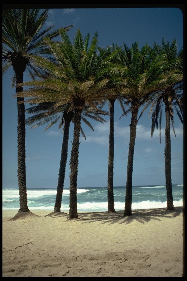 178039 Palm Trees On Beach Front A4 Photo Print