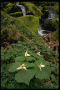 178049 White Erect Trilliums A4 Photo Print