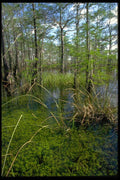 178051 Cypresses Dome, Everglades, Florida A4 Photo Print