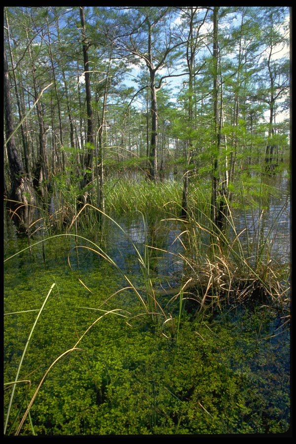 178051 Cypresses Dome, Everglades, Florida A4 Photo Print