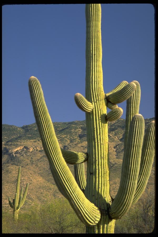 178052 Saguaro Cactus, Arizona A4 Photo Print