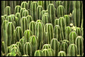 178053 Cacti A4 Photo Print