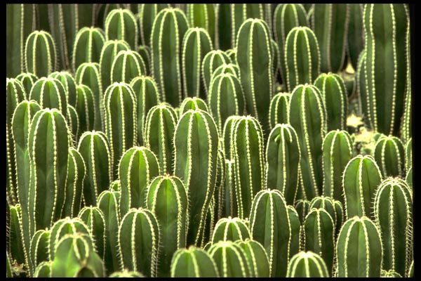 178053 Cacti A4 Photo Print