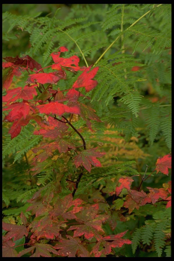 178058 Vine Maple A4 Photo Print