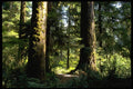 178059 Trees In Rain Forest A4 Photo Print