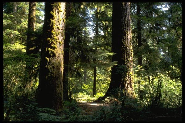 178059 Trees In Rain Forest A4 Photo Print