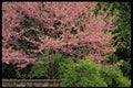 178060 Cherry Blossom Tree A4 Photo Print