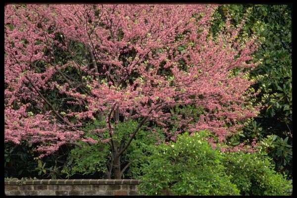 178060 Cherry Blossom Tree A4 Photo Print