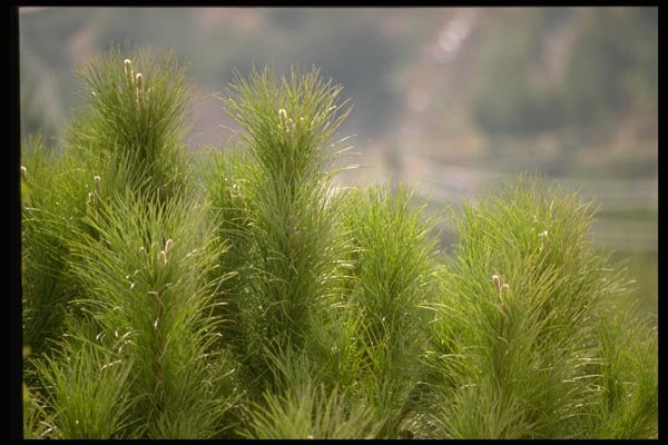 178061 Pine Tree A4 Photo Print
