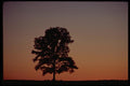178062 Tree With Red And Purple Sky A4 Photo Print