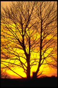 178063 Sunset Through Tree A4 Photo Print