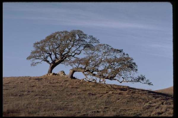 178065 Tree On Hill A4 Photo Print