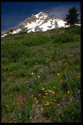178066 Field With Mountain, Paradise Park, Oregon A4 Photo Print