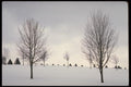 178079 Trees In Winter A4 Photo Print
