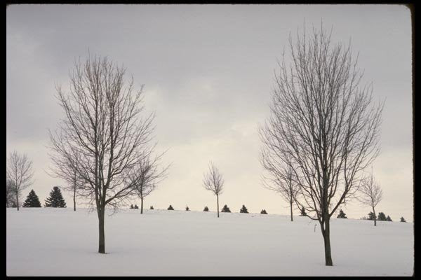 178079 Trees In Winter A4 Photo Print
