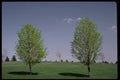 178080 Trees In Spring A4 Photo Print