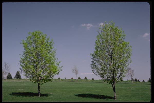 178080 Trees In Spring A4 Photo Print