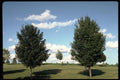 178081 Trees In Summer A4 Photo Print