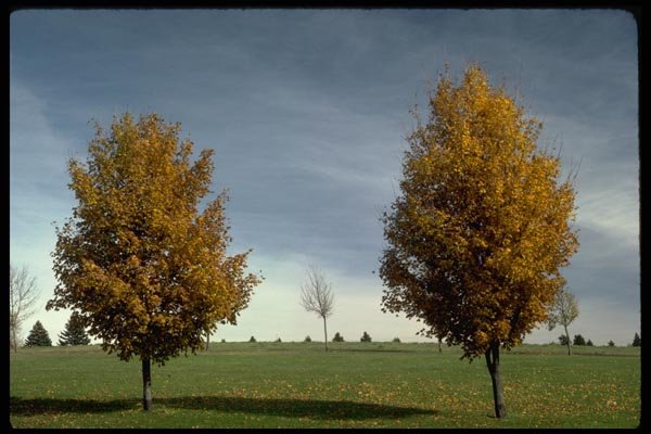 178082 Trees In Fall A4 Photo Print