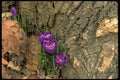 178083 Crocus Flowers At Tree Base A4 Photo Print