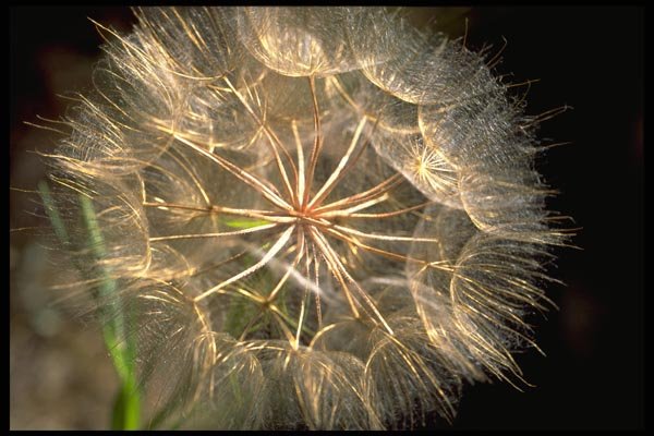 178084 Salsify Flower A4 Photo Print