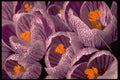 178085 Purple Crocus A4 Photo Print