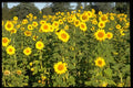 178086 Field Of Sunflowers A4 Photo Print