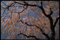 178087 Flowering Cherry Tree A4 Photo Print