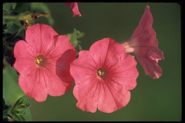 178088 Petunias A4 Photo Print