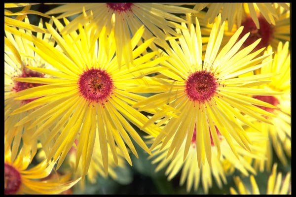 178089 Asters A4 Photo Print