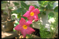 178090 Pink Flowers A4 Photo Print