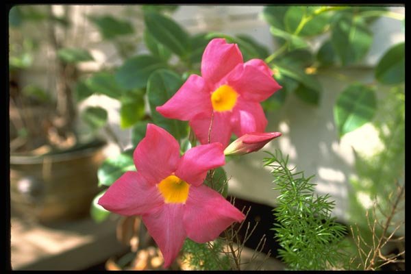 178090 Pink Flowers A4 Photo Print