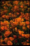 178091 Poppy Flowers A4 Photo Print