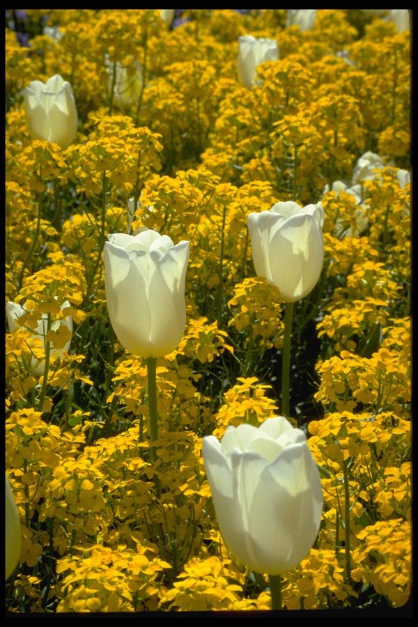 178092 Wallflower And Tulips A4 Photo Print