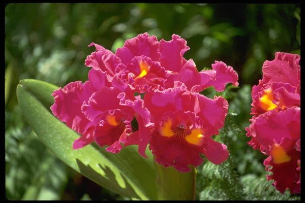 178093 Orchids A4 Photo Print