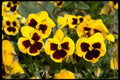 178094 Pansies A4 Photo Print