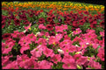 178095 Multi colored Petunias A4 Photo Print