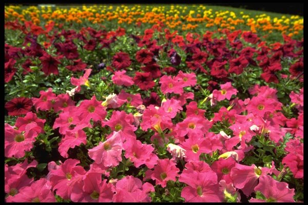 178095 Multi colored Petunias A4 Photo Print