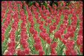 178096 Tulips A4 Photo Print