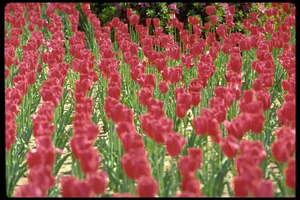 178096 Tulips A4 Photo Print