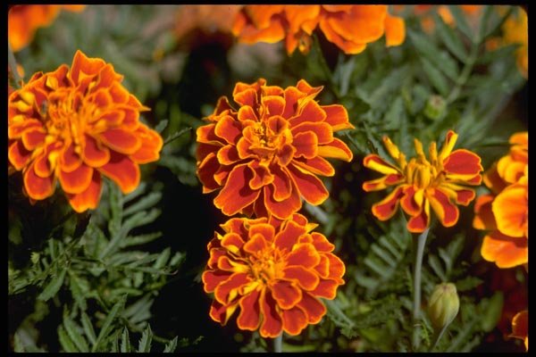178097 Marigolds A4 Photo Print