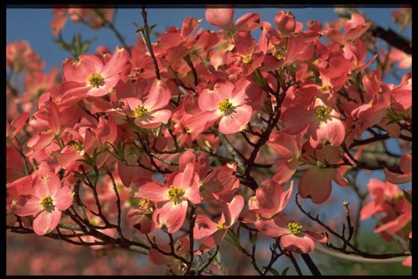 178098 Dogwood Tree A4 Photo Print