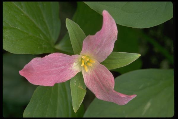 178099 Trillium Grandiflorum A4 Photo Print