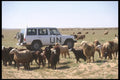 180050 UN Land Cruiser A4 Photo Print